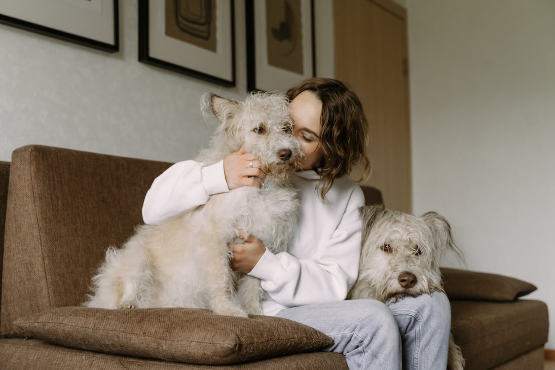 Do animals and pets go to heaven?